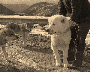 mastino abruzzese e cani paratori